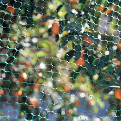 MALLA ANTIPAJAROS NORTENE BIRDNET 120007 5x5m